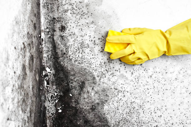 Best Mold Odor Removal Services  in Countryside, IL