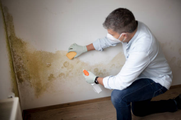 Best Forensic Mold Investigation  in Countryside, IL